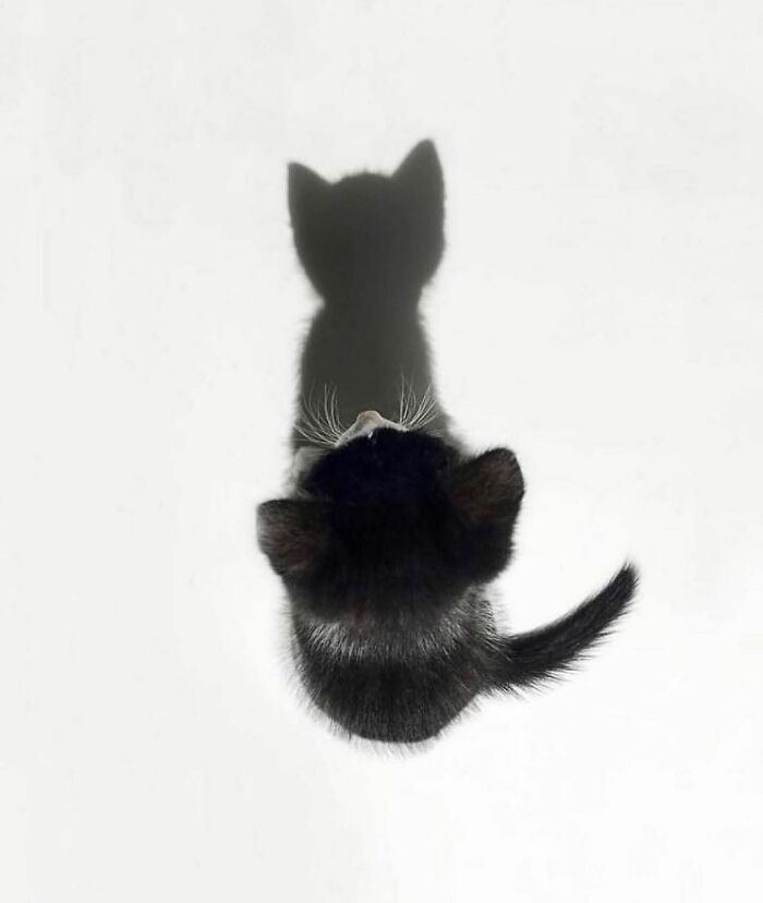 35 Selected Best Images Of Animals, As Shared By This Instagram Page