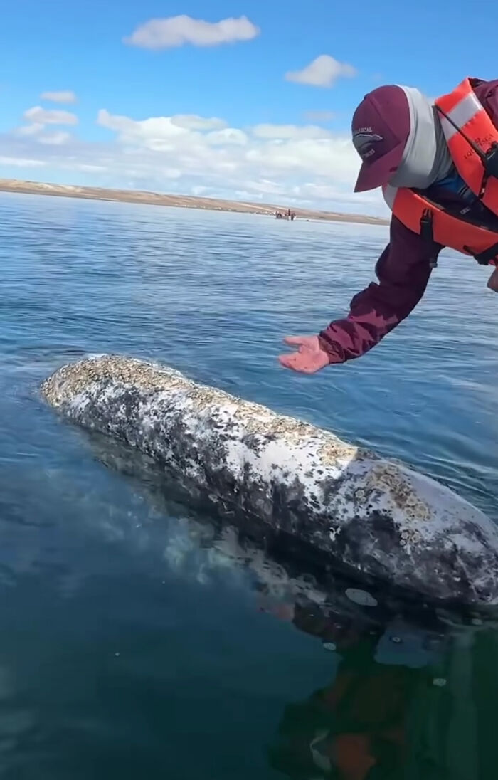 Este video capta el increíble momento en que una ballena se acerca a un barco con una inusual petición