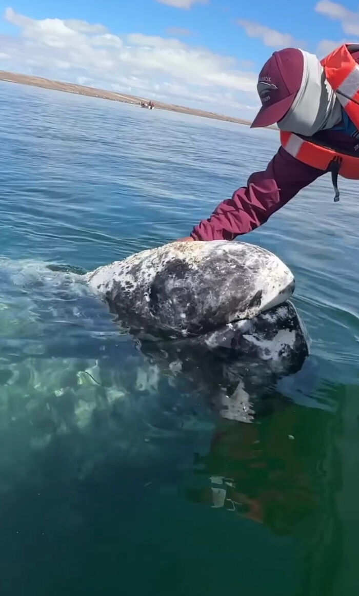 Este video capta el increíble momento en que una ballena se acerca a un barco con una inusual petición