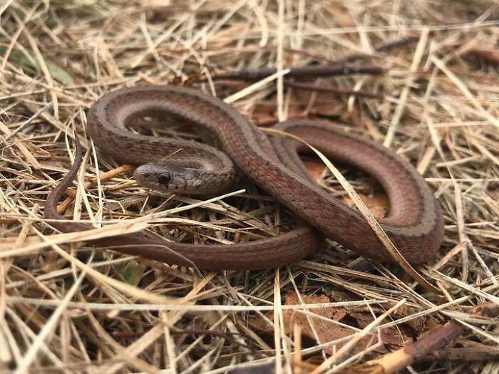 "Me encontré una oreja cortada": 20 historias aterradoras vividas por la gente en los bosques