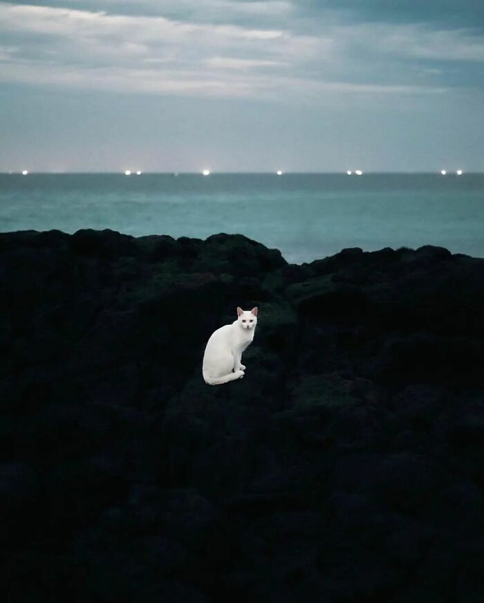 35 Selected Best Images Of Animals, As Shared By This Instagram Page