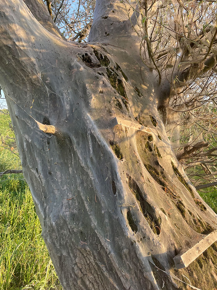 Árbol cubierto de telaraña