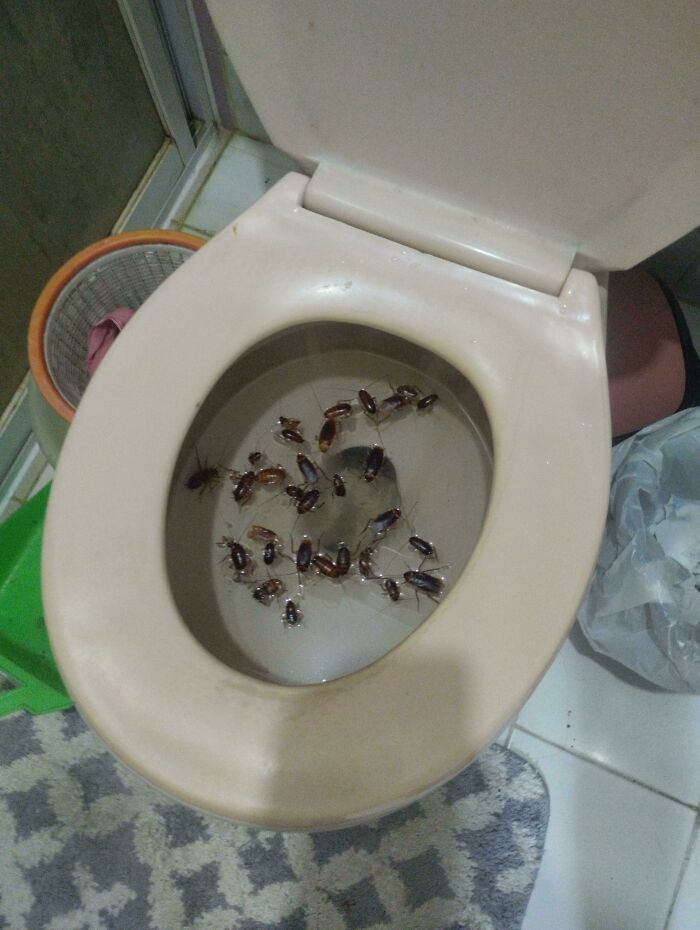 Me quedé un tiempo en casa de mi abuela, abrí el retrete y me encontré con esto