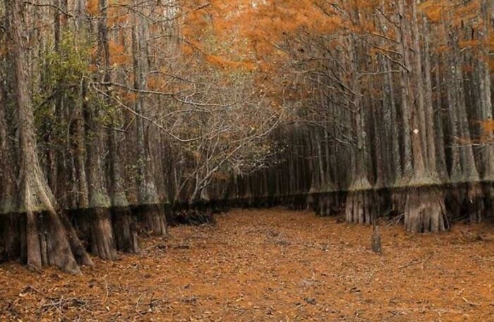 Un pantano drenado. Muy bonito pero un poco espeluznante