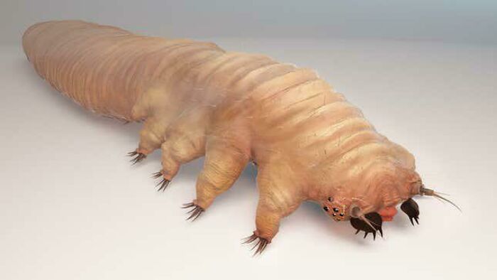 Esto es Demodex folliculorum. Ahora hay 6 de estos en cada uno de los folículos capilares de tus cejas