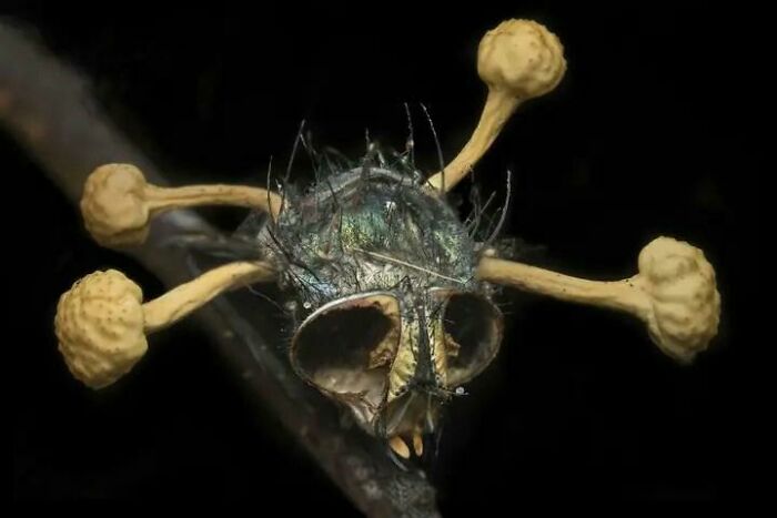 No, no es una calavera, es una mosca infectada por el hongo Cordyceps.