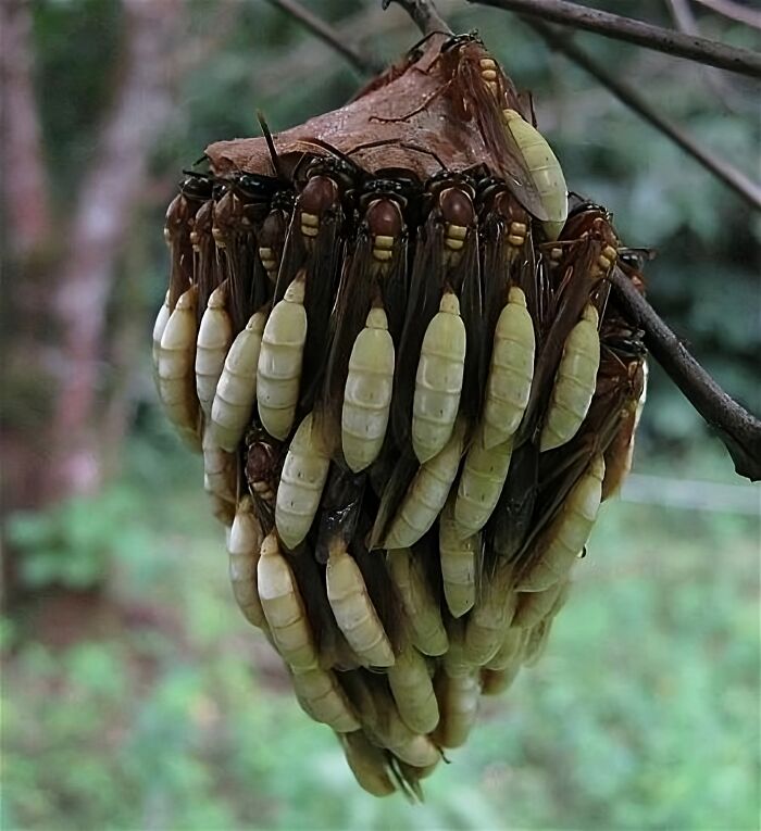 Nido de avispa apoica