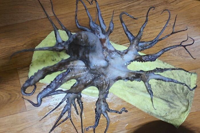 Hallan un pulpo con 32 tentáculos en las costas de Corea del Sur