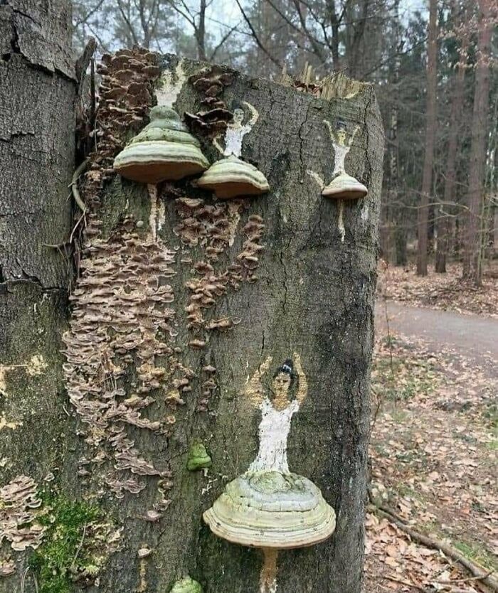 Bailarinas del bosque