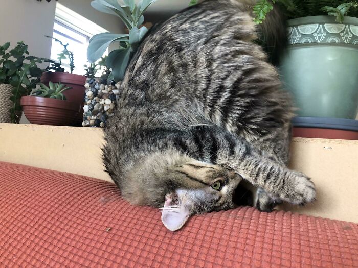 En realidad es una gata normal, son los demás los que están al revés 
