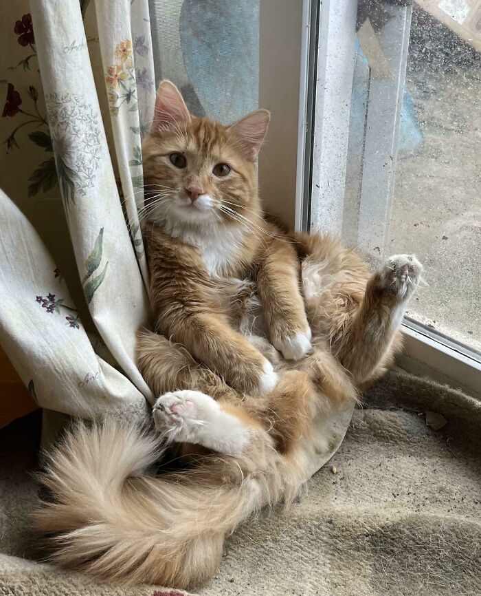Así se sienta Izzy 