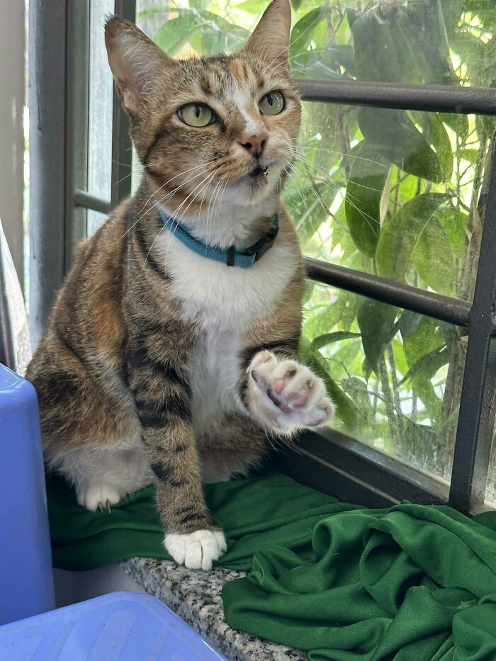  El gato que se niega cortésmente a que lo acaricien 