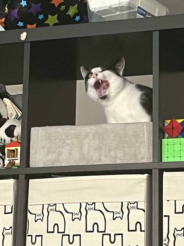  Lucipurr es un tipo muy raro. Y tiene más de un diente 