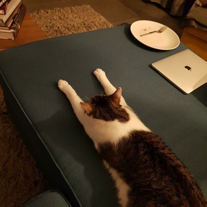 Durmiendo la siesta 