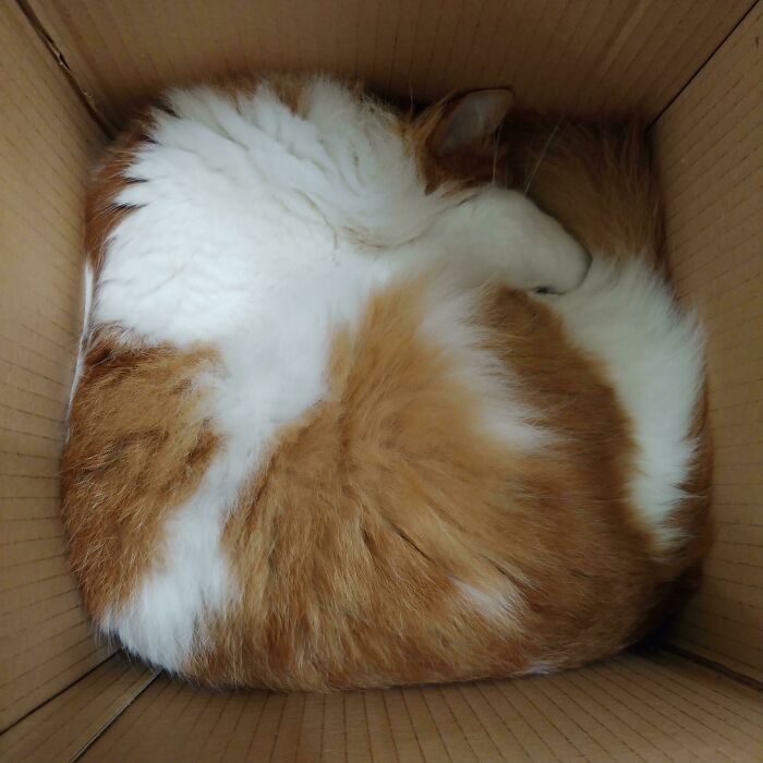 Un gato cúbico, por favor 