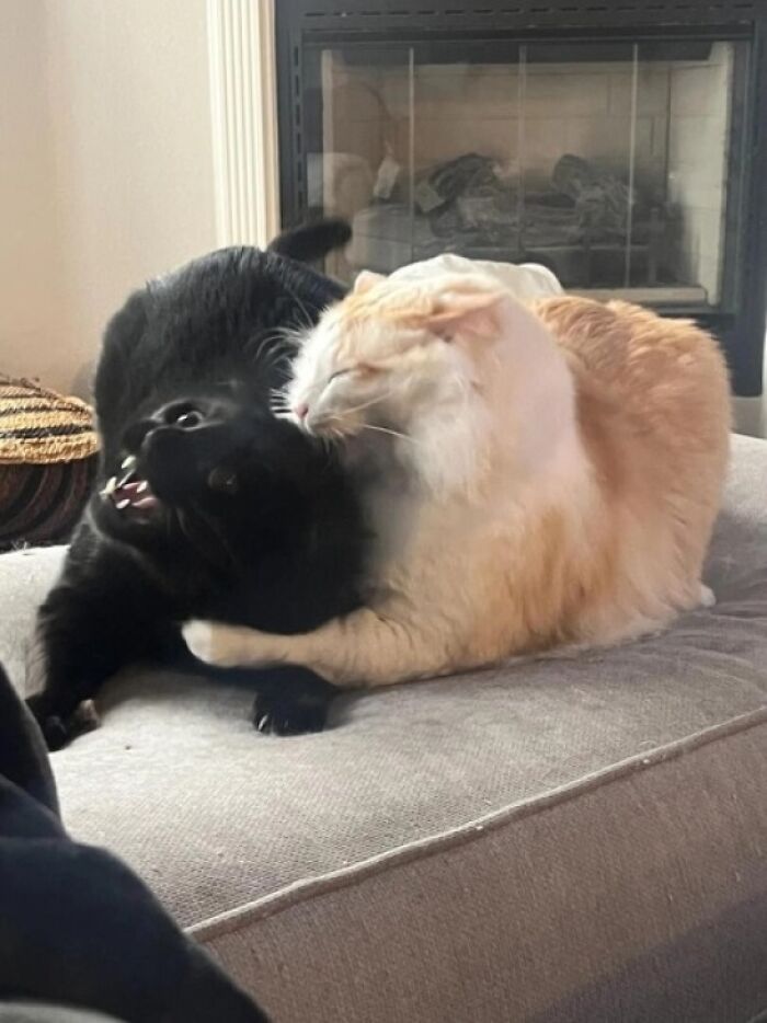 Un gato zombie comiendo el cerebro de su víctima 
