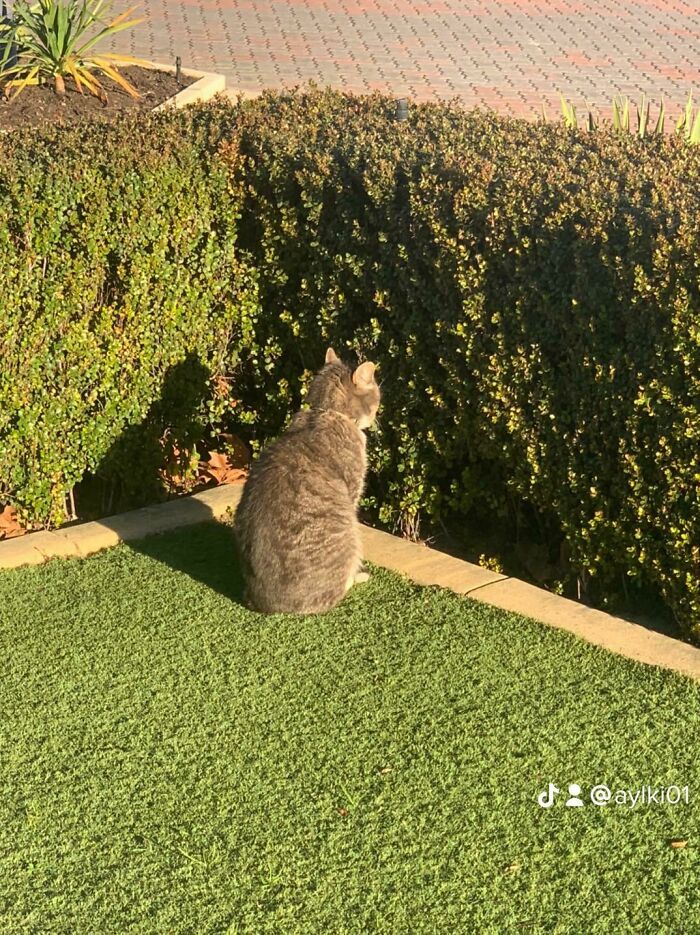 Mi gato mirando a la nada 