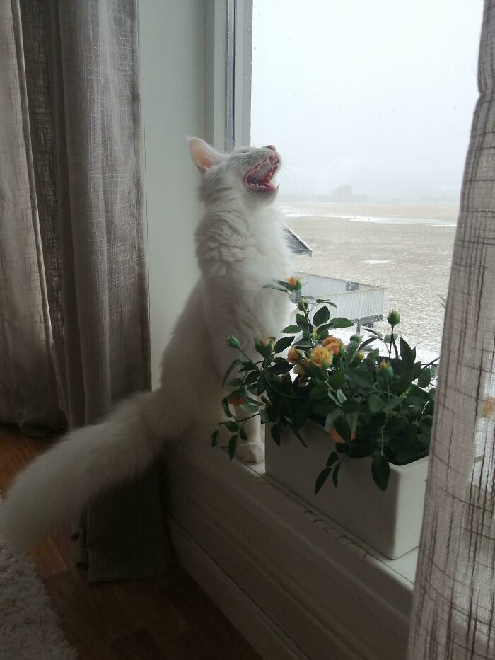Haru gritándole a la nieve