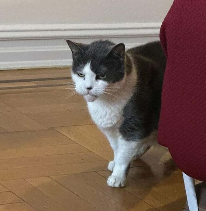 La abuela de mi novio tiene un gato que siempre luce muy enfadado