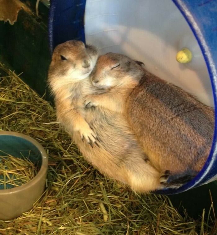 El amor tiene diferentes formas y tamaños 