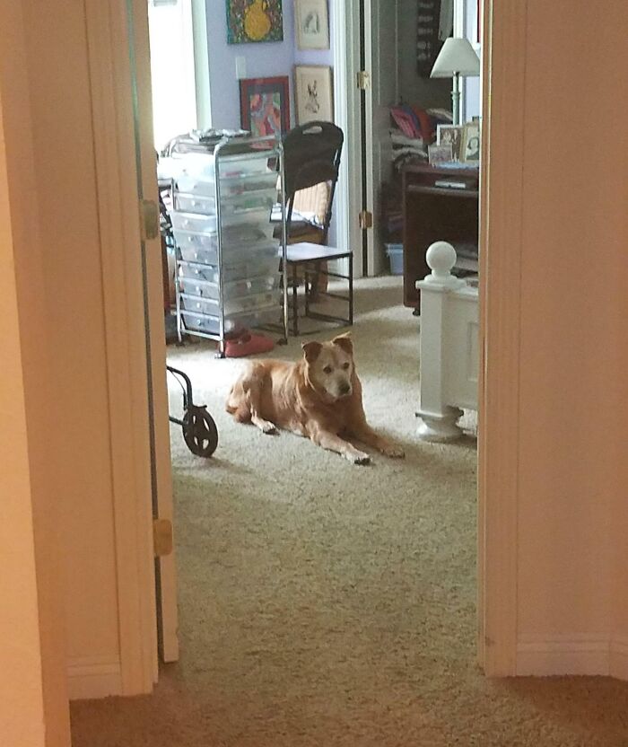 La abuela de mi esposa falleció ayer en su habitación con todos nosotros a su alrededor. Mi perro siempre la protegió. Estuvo buscando a su amiga todo el día… 