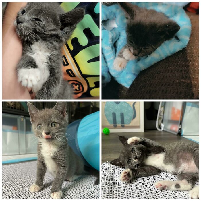 Cuando me pidieron que me hiciera cargo de esta niña, me dijeron que el veterinario no creía que tuviera ninguna oportunidad de sobrevivir