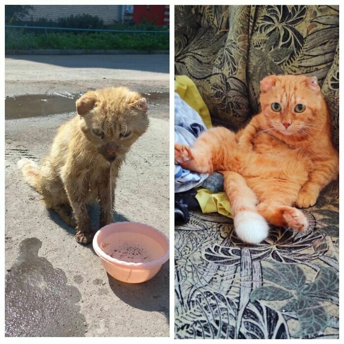 Un gato pelirrojo viejo que rescatamos en 2022. Ya ha sido adoptado