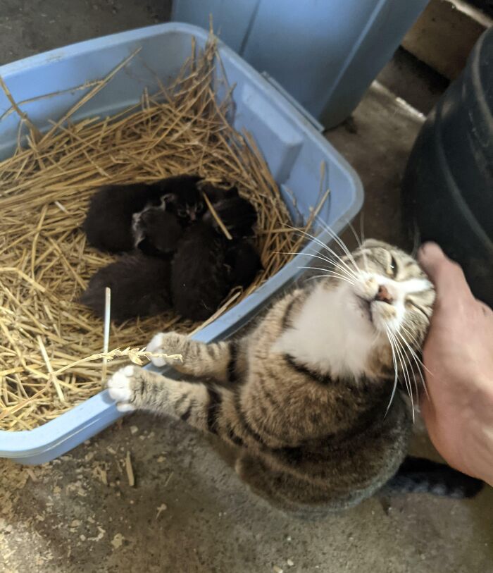 Mi gata es una madre muy orgullosa 