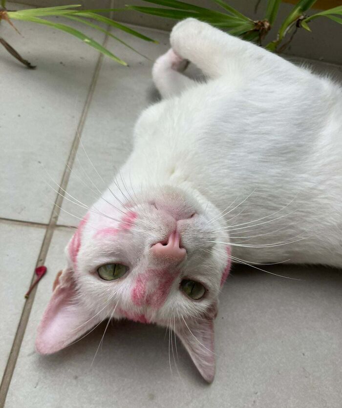 Mi gato apareció así. Al parecer, tenemos una fan de los gatos en nuestro barrio 