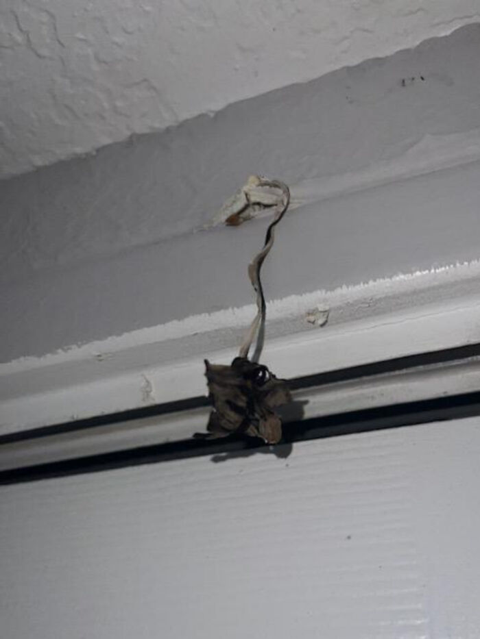 Este hongo que apareció a través de la pared la misma noche que me puse a jugar The Last of Us