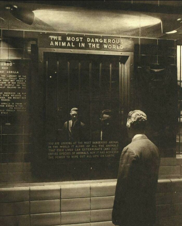 1963 Zoológico del Bronx, Nueva York "El animal más peligroso del mundo"