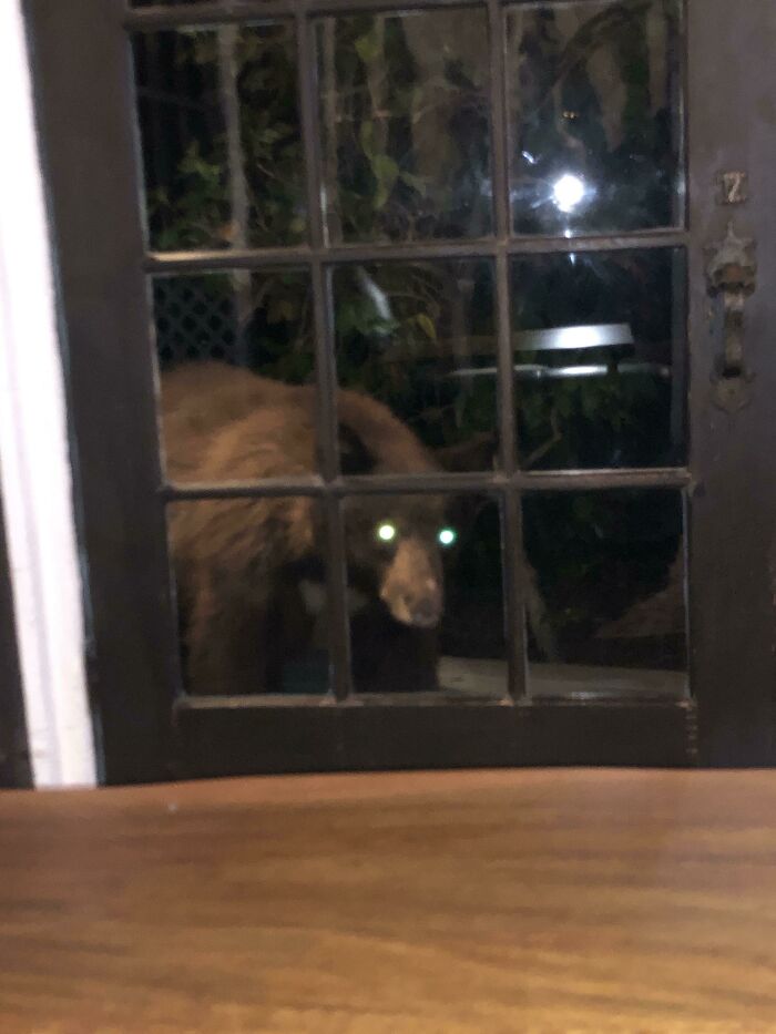 Estaba jugando a videojuegos cuando oí ruidos a mi izquierda y vi esto