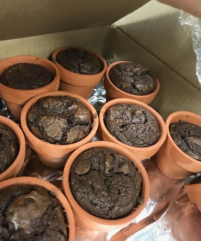 Hoy llevé brownies en macetas al trabajo. A RRHH le ha encantado