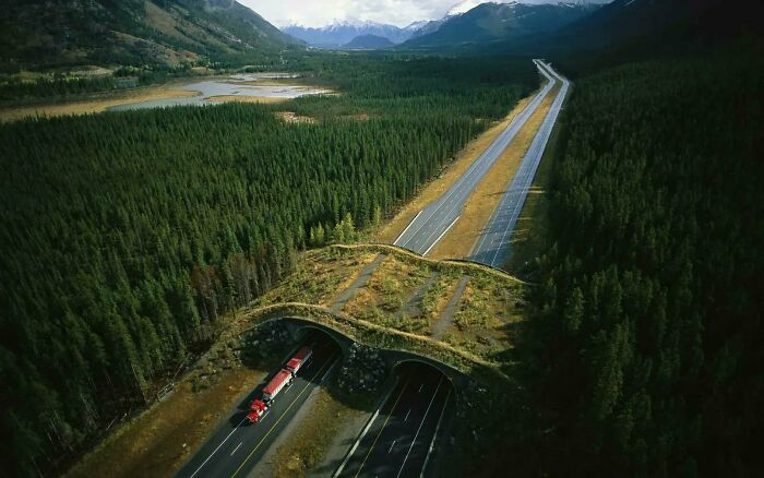 Cruce para fauna en el Parque Nacional de Banff en Canadá