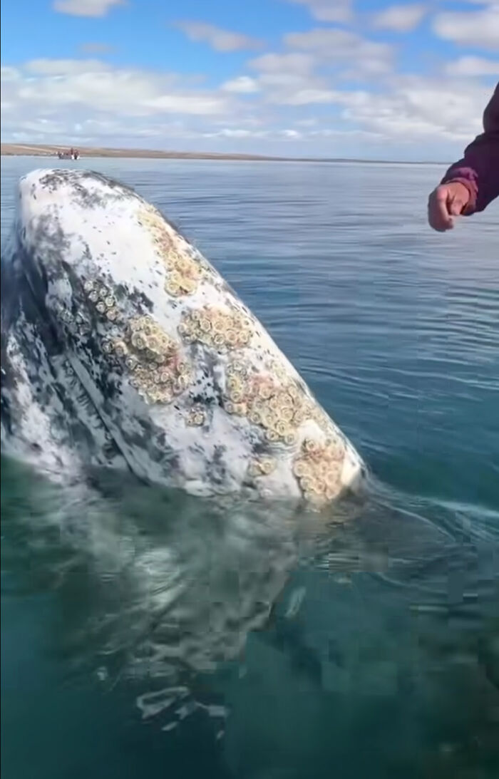 Este video capta el increíble momento en que una ballena se acerca a un barco con una inusual petición