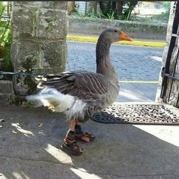 ¿Quién le puso sandalias a ese ganso?