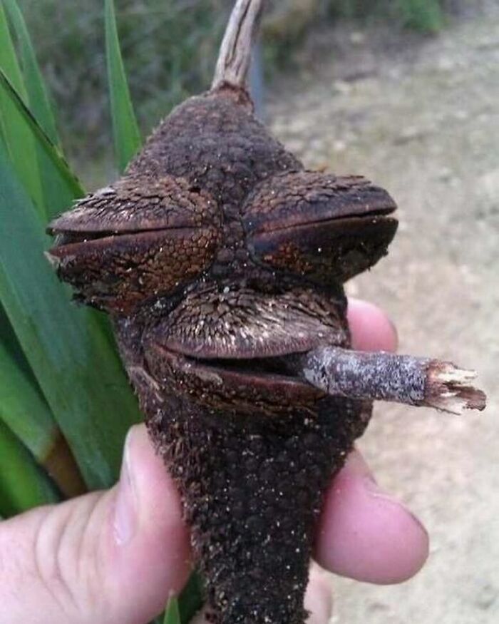 Rolando el porro de los sueños
