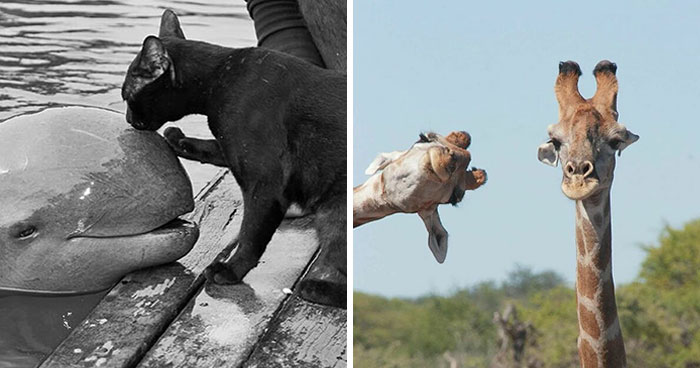 Las 35 mejores imágenes de animales compartidas por esta página de Instagram