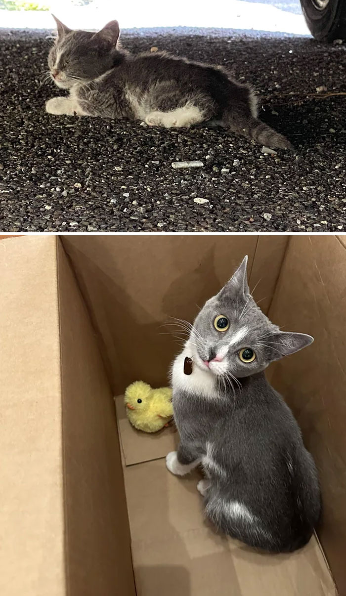 La encontraron diminuta y enferma en las calles de Brooklyn. Ahora, tiene una gran personalidad y es la bebé más dulce