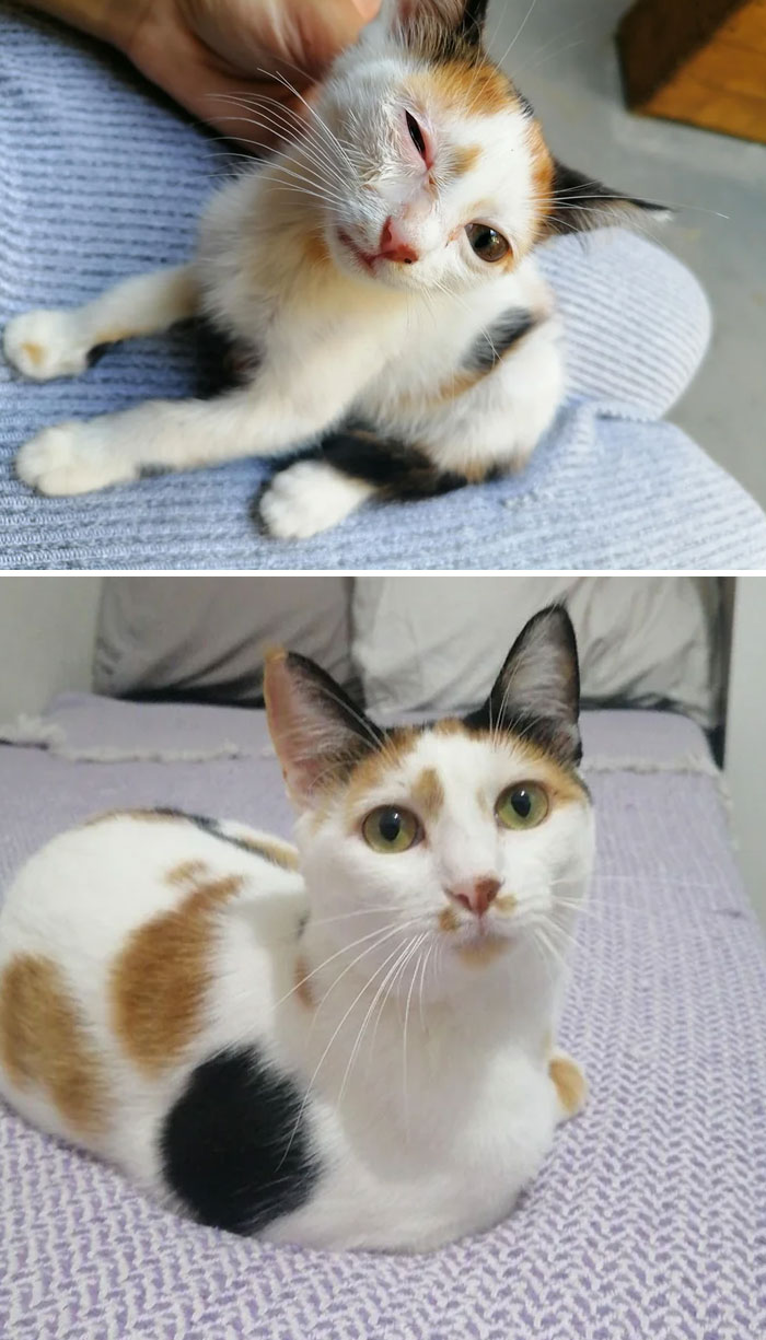 Les presento a Lina. Pasó de ser una gatita escuálida con pulgas a un ángel amable