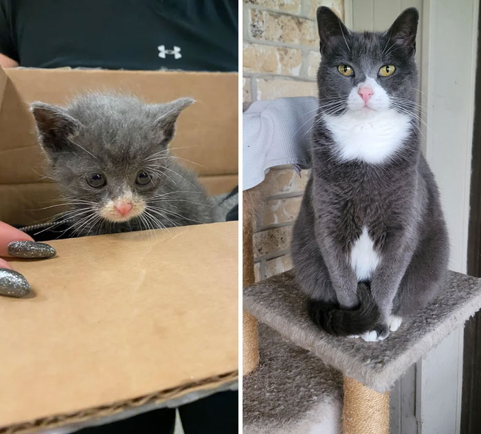 Mochi