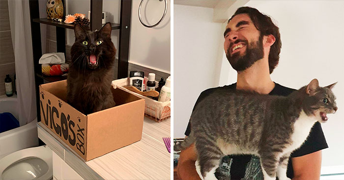 Hay un grupo donde la gente comparte fotos de gatos maullando tan alto que casi puedes oír las imágenes
