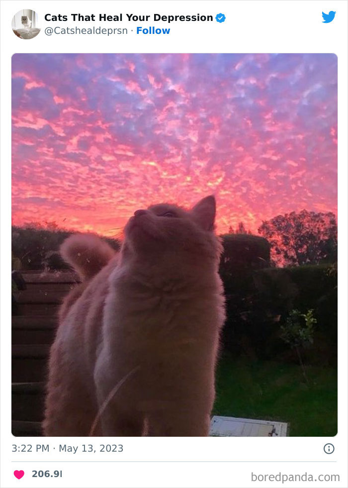 "Cats That Heal Your Depression": 50 Pics Of Adorable Felines Who Don't Even Know What Power They Hold