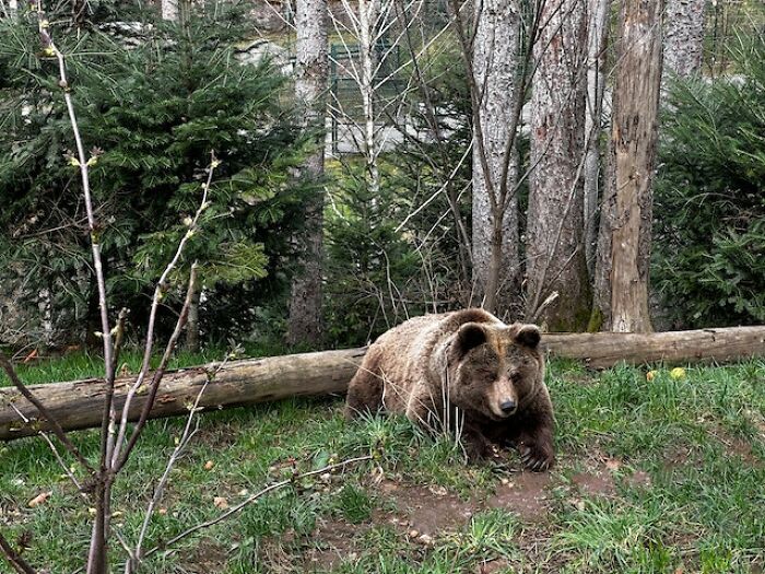 "Me encontré una oreja cortada": 20 historias aterradoras vividas por la gente en los bosques