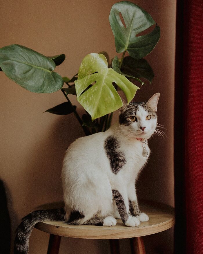 20 Divertidas historias de veterinarios sobre mascotas y sus dueños