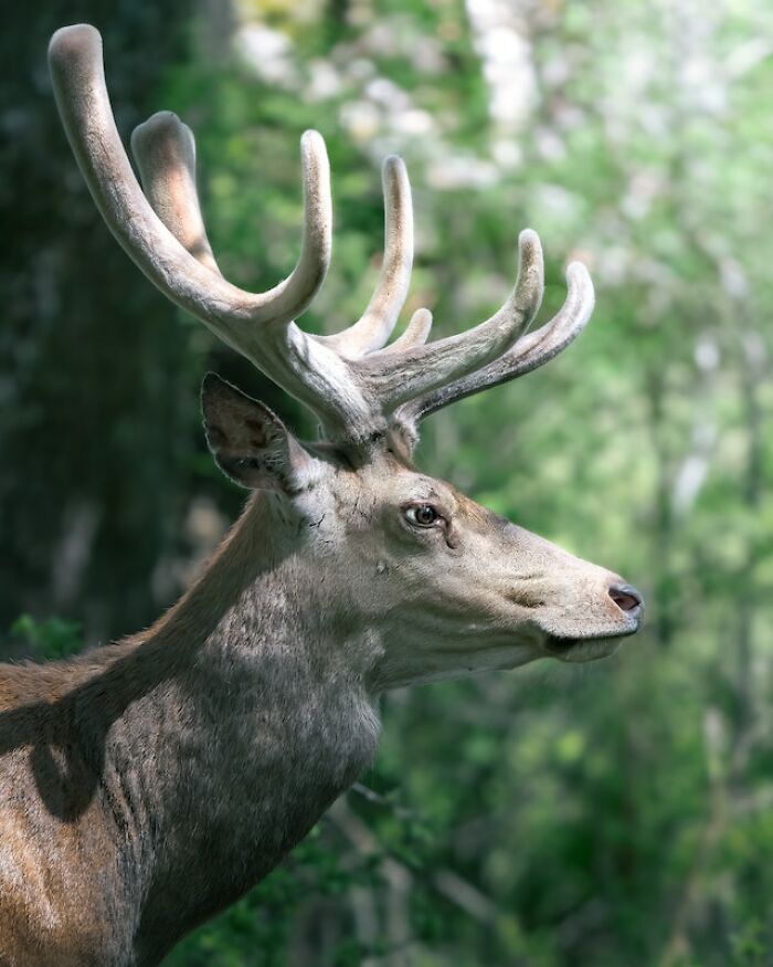 "Me encontré una oreja cortada": 20 historias aterradoras vividas por la gente en los bosques