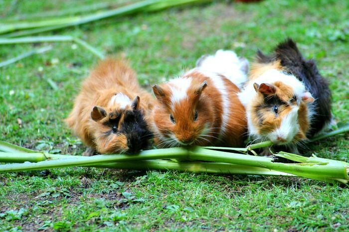 20 Divertidas historias de veterinarios sobre mascotas y sus dueños
