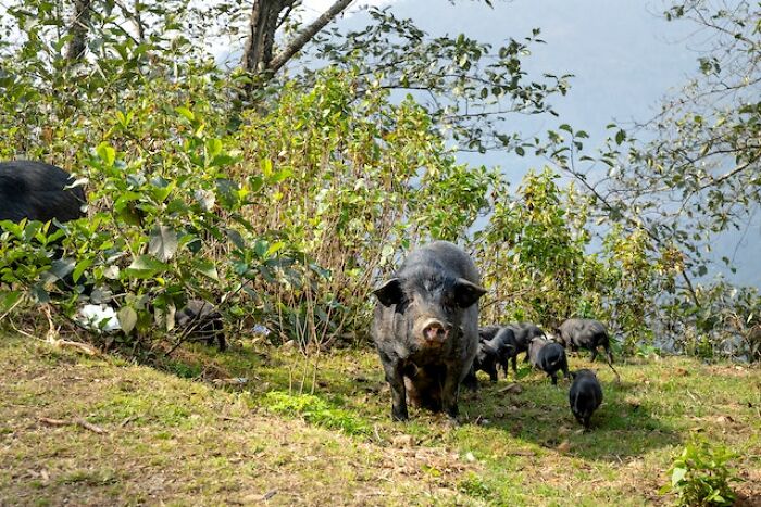 "Me encontré una oreja cortada": 20 historias aterradoras vividas por la gente en los bosques