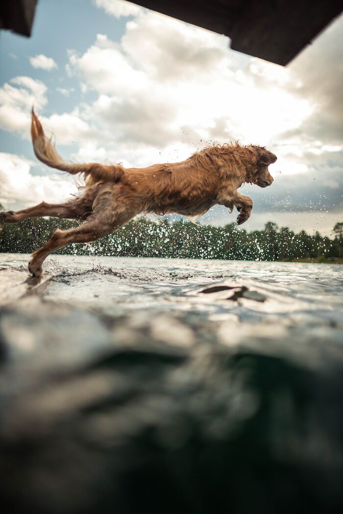 20 Divertidas historias de veterinarios sobre mascotas y sus dueños