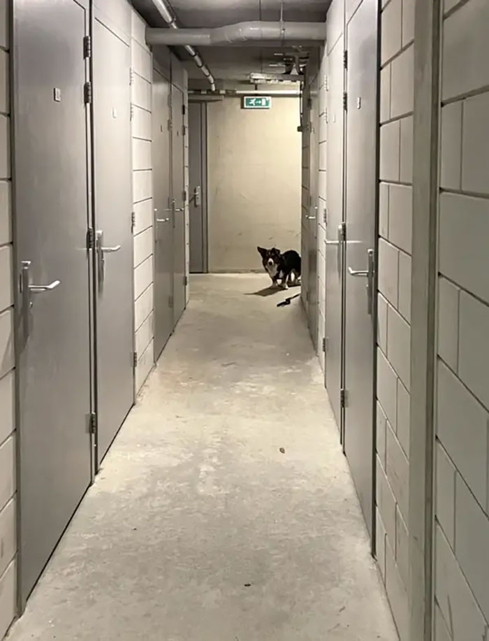 Hay un punto en nuestro sótano que nuestro perro no quiere cruzar, y ahí espera a que salgamos